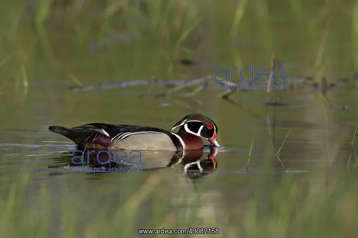 : Wood Duck Swimming : Wood Duck Swimming