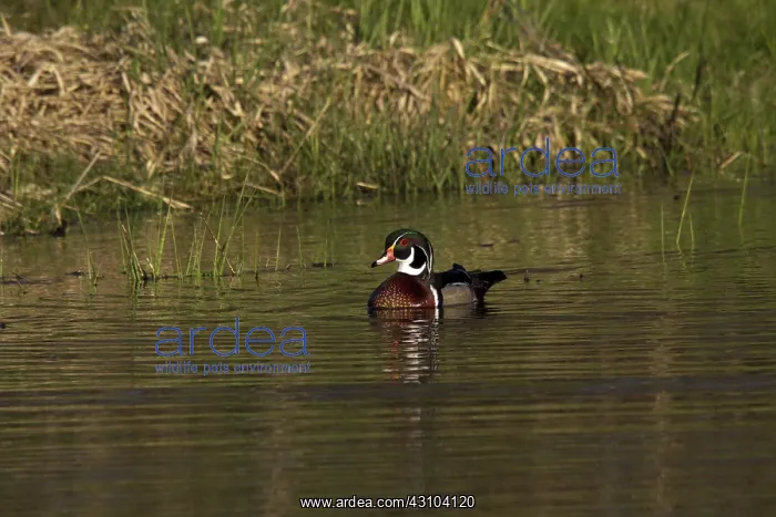 : Wood Duck Swimming : Wood Duck Swimming