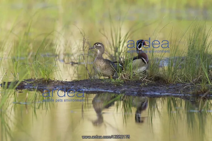  : Wood Ducks