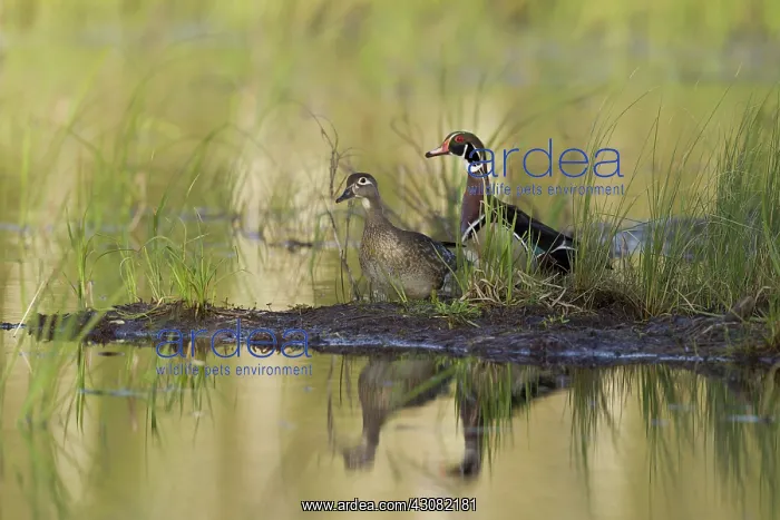 : Wood Ducks : Wood Ducks