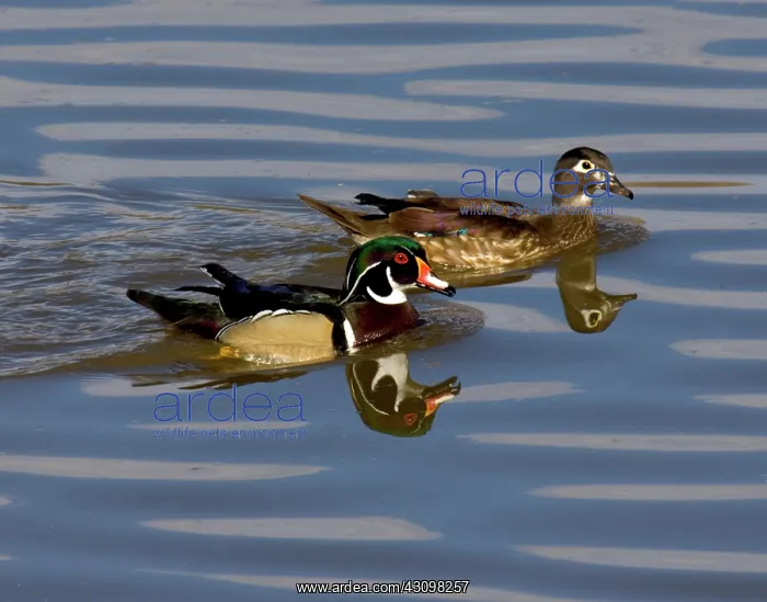 : Wood Ducks : Wood Ducks