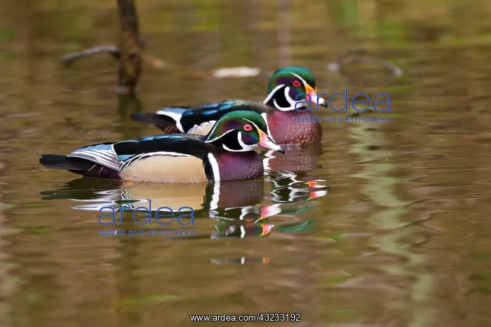 : Wood ducks, George C. Reifel Migratory Bird : Wood ducks, George C. Reifel Migratory Bird