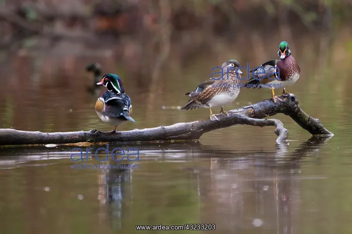 : Wood ducks, George C. Reifel Migratory Bird : Wood ducks, George C. Reifel Migratory Bird