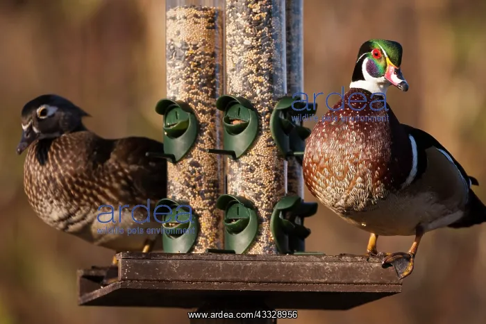 : Wood ducks, George C. Reifel Migratory Bird : Wood ducks, George C. Reifel Migratory Bird