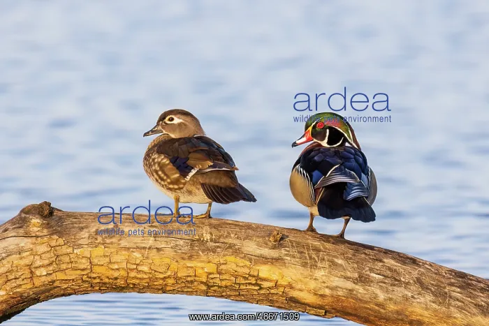 : Wood ducks male and female in wetland, Marion County : Wood ducks male and female in wetland, Marion County