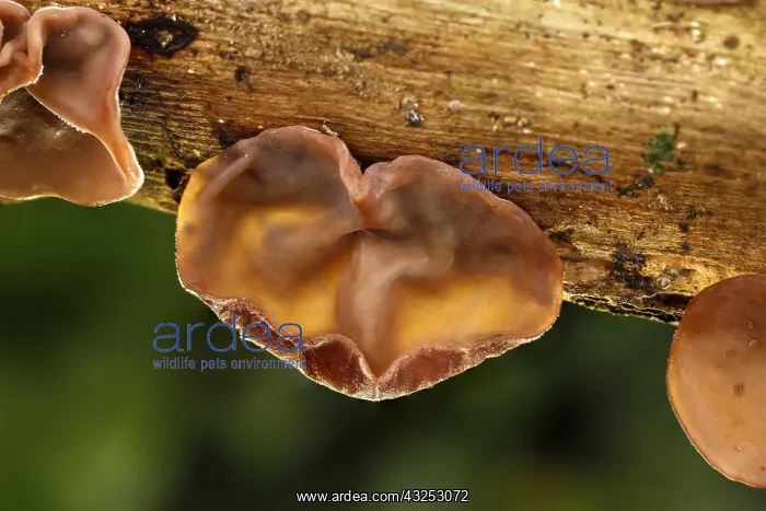  : Wood Ear - Cornwall -UK