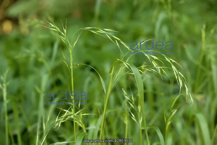 : Wood Fescue : Wood Fescue