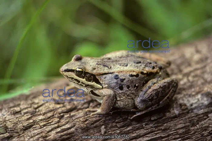 : Wood frog. The wood frog, Lythobates sylvaticus, or : Wood frog. The wood frog, Lythobates sylvaticus, or
