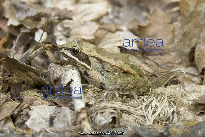 : Wood Frog. A Wood Frog (Rana sylvatica) is well camouflaged as it sits : Wood Frog. A Wood Frog (Rana sylvatica) is well camouflaged as it sits