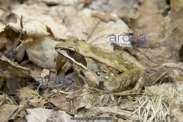: Wood Frog. A Wood Frog (Rana sylvatica) is well camouflaged as it sits : Wood Frog. A Wood Frog (Rana sylvatica) is well camouflaged as it sits
