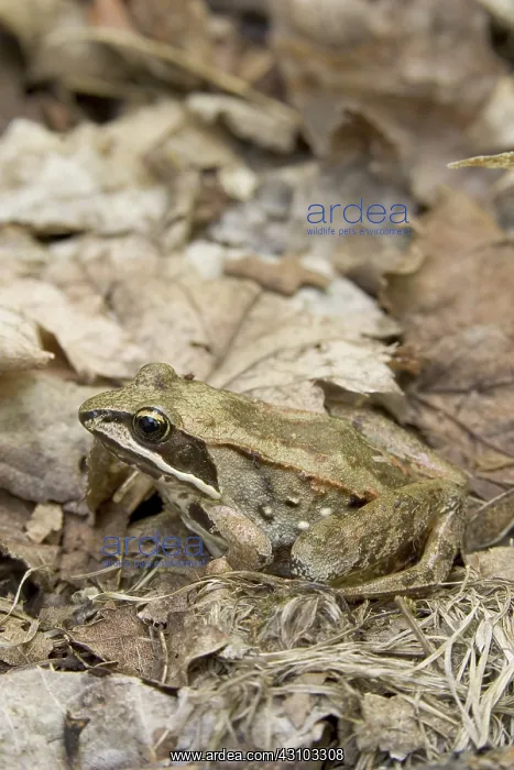 : Wood Frog. A Wood Frog (Rana sylvatica) is well camouflaged as it sits : Wood Frog. A Wood Frog (Rana sylvatica) is well camouflaged as it sits