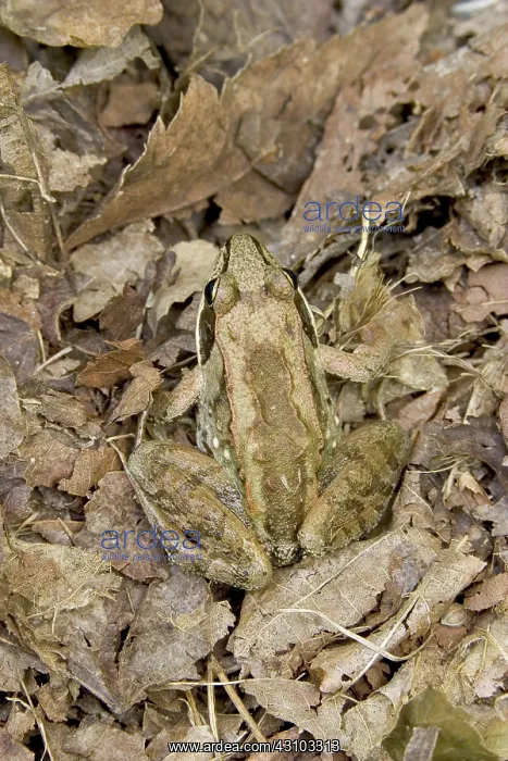 : Wood Frog. A Wood Frog (Rana sylvatica) is well camouflaged as it sits : Wood Frog. A Wood Frog (Rana sylvatica) is well camouflaged as it sits