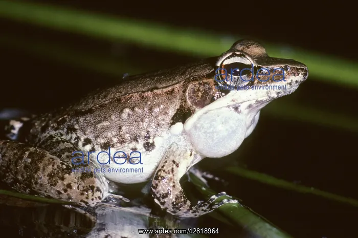 : Wood Frog - calling : Wood Frog - calling
