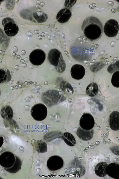 : Wood Frog Communal Egg Mass : Wood Frog Communal Egg Mass