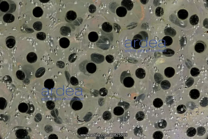  : Wood Frog Communal Egg Mass