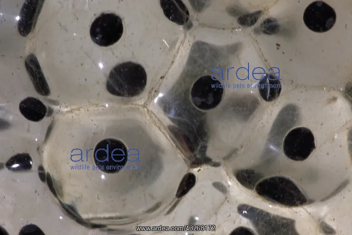 : Wood Frog Communal Egg Mass (Rana sylvatica) (Lithobates : Wood Frog Communal Egg Mass (Rana sylvatica) (Lithobates