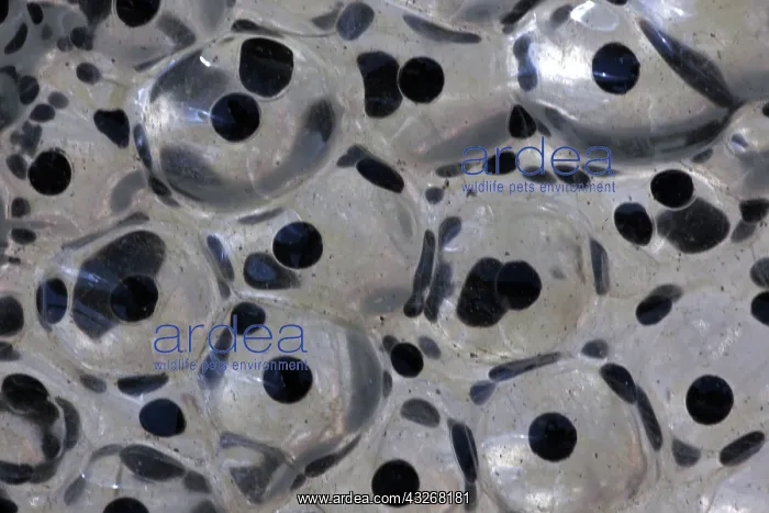 : Wood Frog Communal Egg Mass (Rana sylvatica) (Lithobates : Wood Frog Communal Egg Mass (Rana sylvatica) (Lithobates
