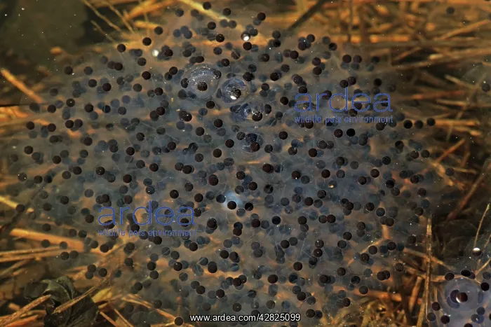 : Wood Frog Egg Mass : Wood Frog Egg Mass