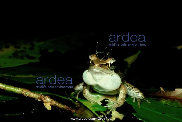 : Wood frog - male with mosquitoes on head, calling : Wood frog - male with mosquitoes on head, calling