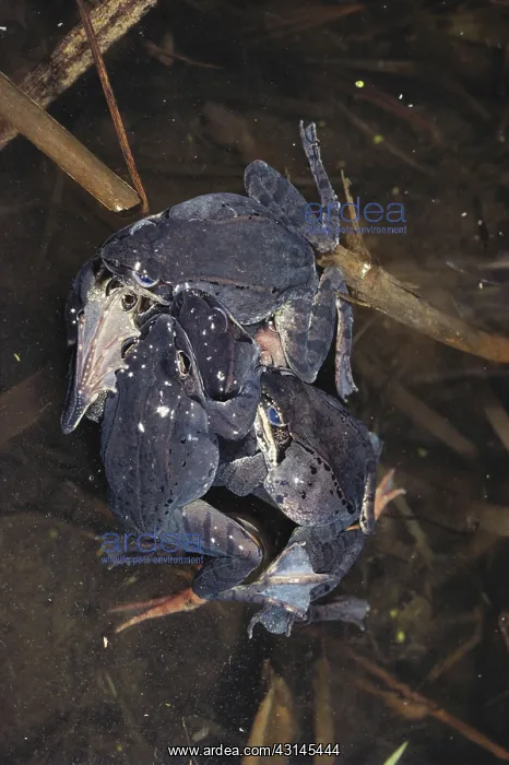 : Wood Frog Mating Ball : Wood Frog Mating Ball