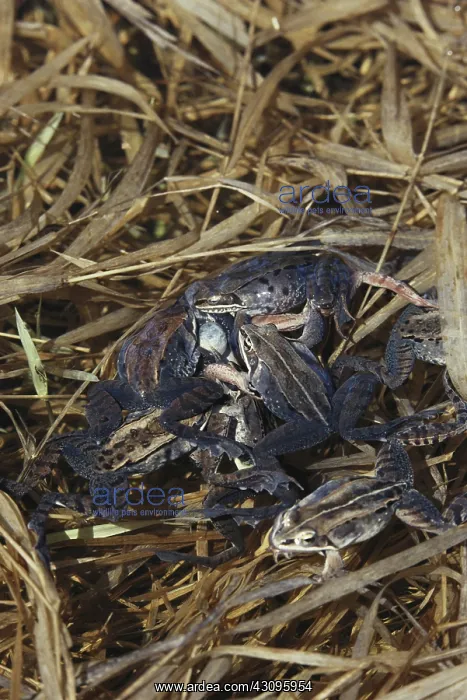 : Wood Frog Mating Frenzy : Wood Frog Mating Frenzy