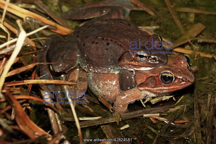 : Wood Frog Pair in Amplexus : Wood Frog Pair in Amplexus