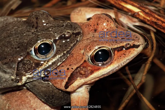 : Wood Frog Pair in Amplexus : Wood Frog Pair in Amplexus