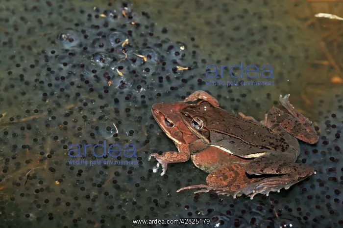 : Wood Frog Pair in Amplexus - Atop communal egg mass : Wood Frog Pair in Amplexus - Atop communal egg mass