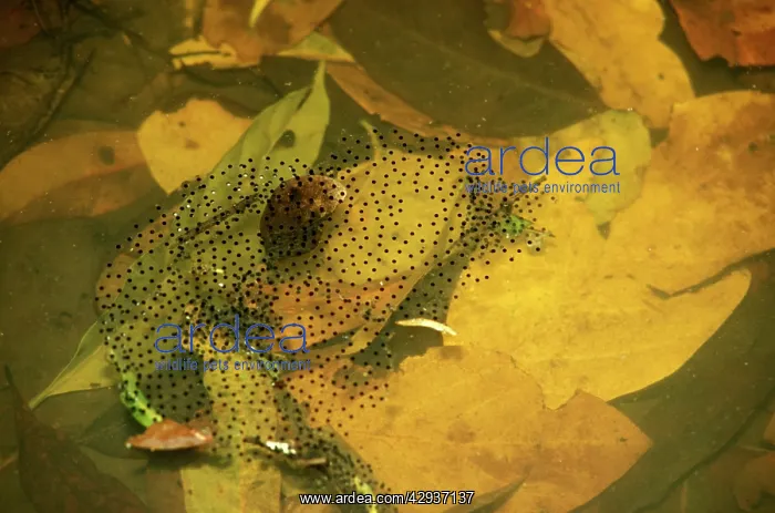 : Wood frog - spawn : Wood frog - spawn