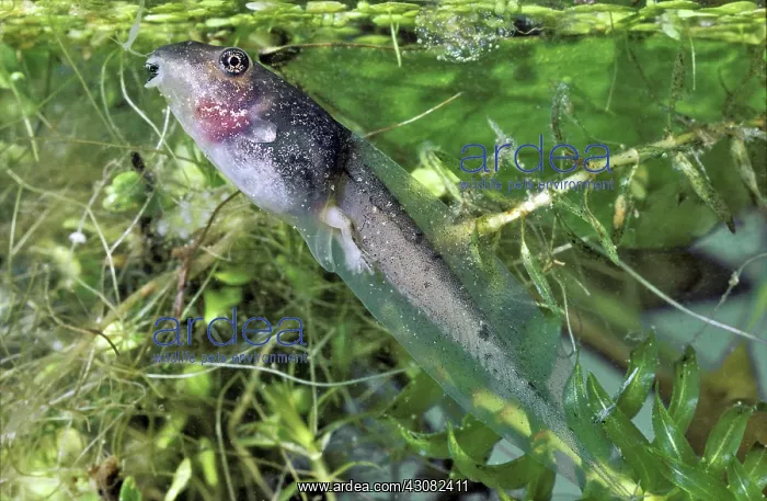 : Wood Frog Tadpole : Wood Frog Tadpole