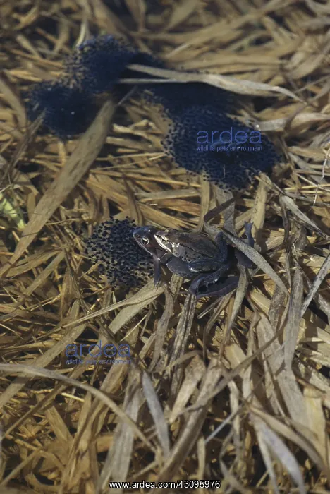 : Wood Frogs and Eggs : Wood Frogs and Eggs
