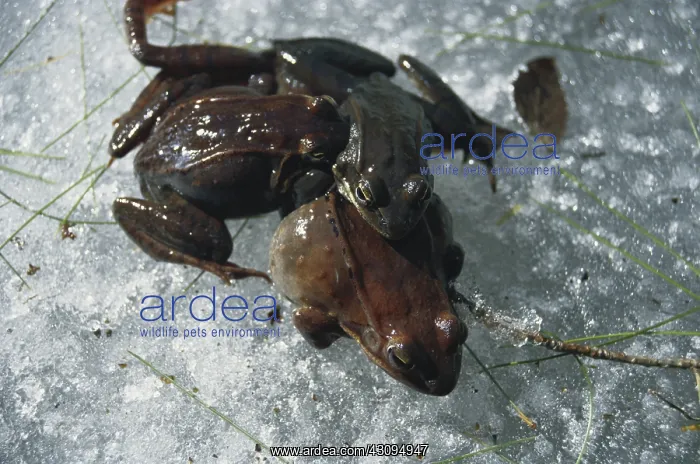 : Wood Frogs on Ice : Wood Frogs on Ice
