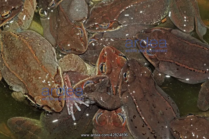 : Wood Frogs males - attempting to mate with a single : Wood Frogs males - attempting to mate with a single