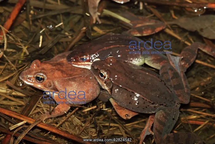 : Wood Frogs males - attempting to mate with a single female : Wood Frogs males - attempting to mate with a single female