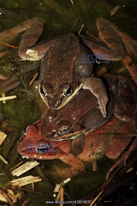 : Wood Frogs males - attempting to mate with a single female : Wood Frogs males - attempting to mate with a single female