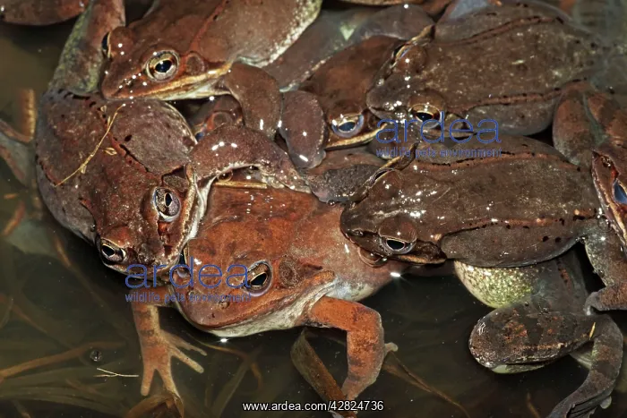 : Wood Frogs males - attempting to mate with a single female : Wood Frogs males - attempting to mate with a single female