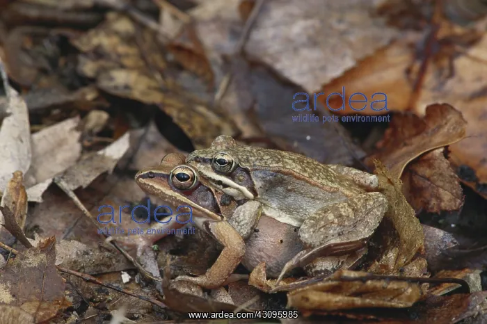 : Wood Frogs Mating : Wood Frogs Mating