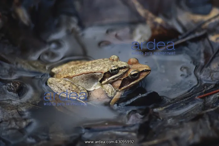 : Wood Frogs Mating : Wood Frogs Mating