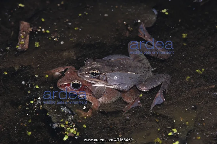 : Wood Frogs Mating : Wood Frogs Mating