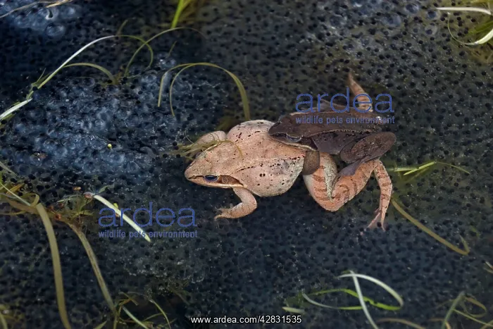 : Wood Frogs - pair in amplexus : Wood Frogs - pair in amplexus