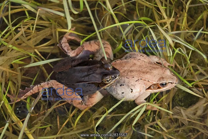 : Wood Frogs - pair in amplexus : Wood Frogs - pair in amplexus