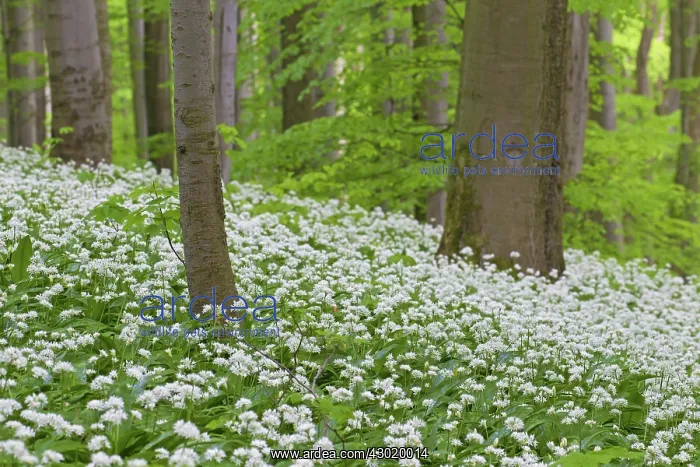  : Wood Garlic