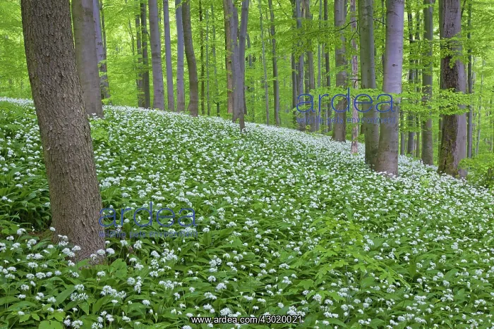  : Wood Garlic