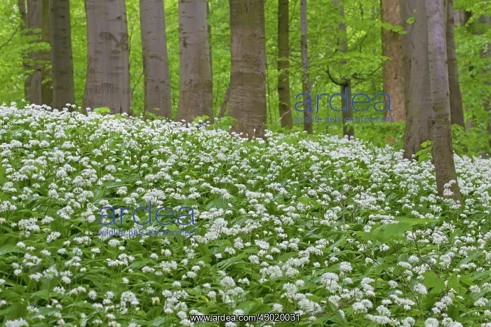  : Wood Garlic