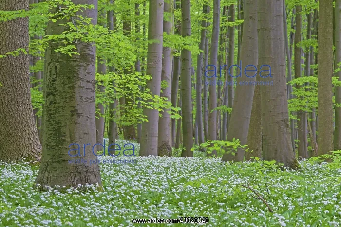  : Wood Garlic