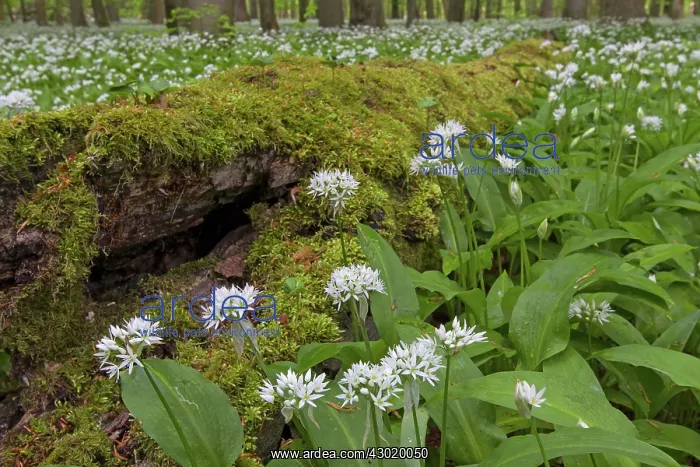  : Wood Garlic