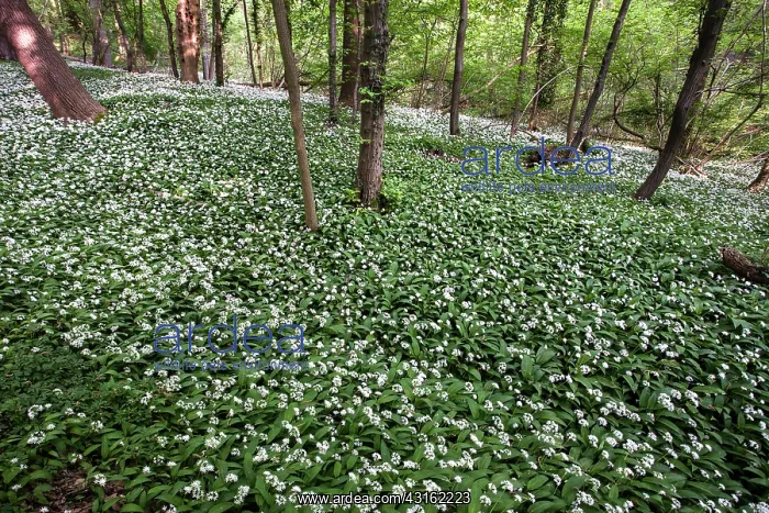 : Wood Garlic : Wood Garlic