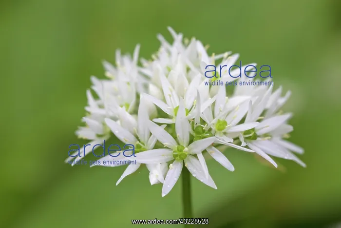  : Wood Garlic