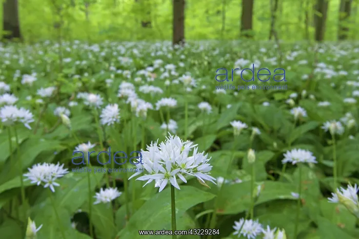  : Wood Garlic
