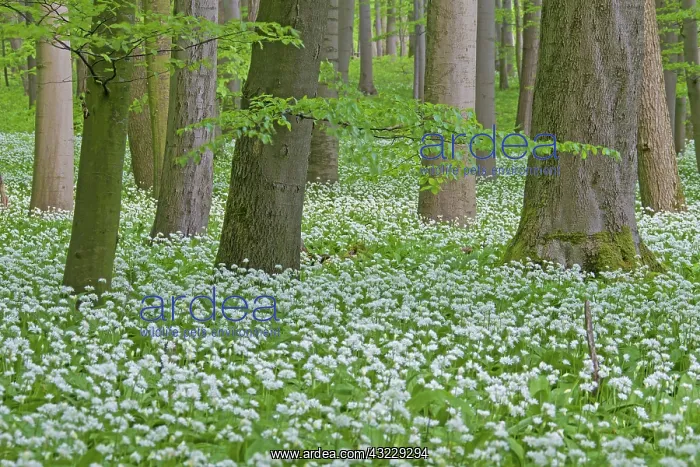  : Wood Garlic